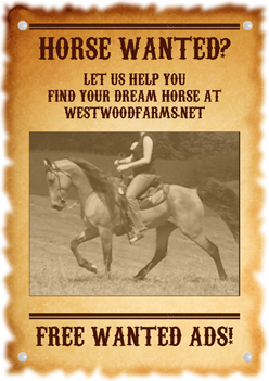 Horse Wanted