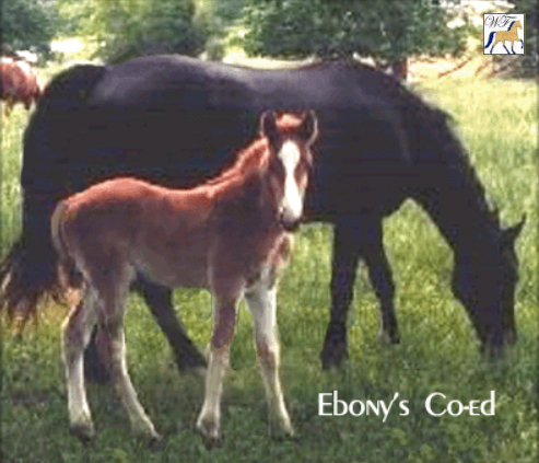 Ebony's Co-Ed