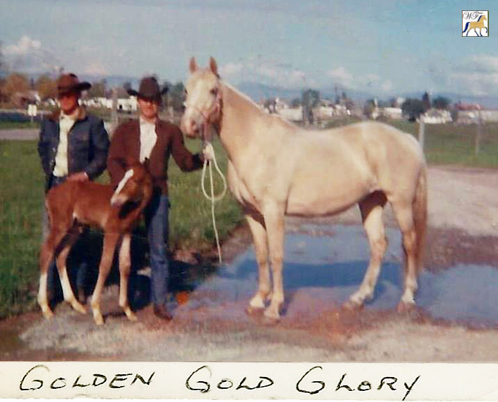 Golden Gold Glory