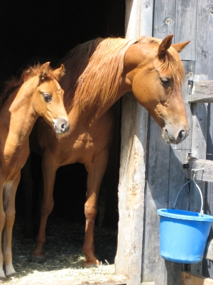 Remembrance's Tamale and foal