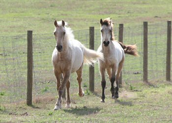 Sunny and Lucky 2008. Photo by Tracy Trevorrow of Equine Designs in Florida. For more info: tracy_trevorrow@yahoo.com