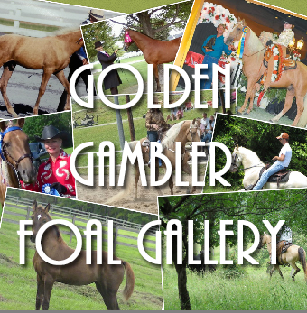 Golden Gambler Foal Gallery