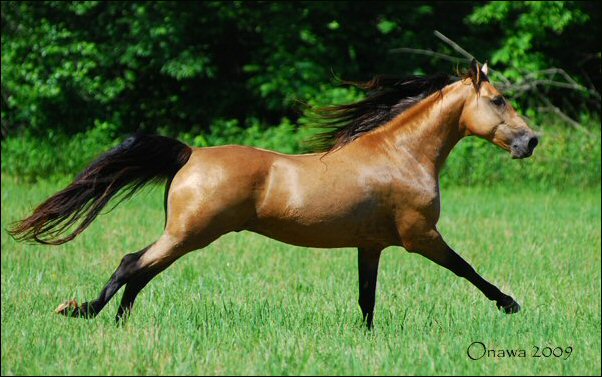 golden buckskin horse